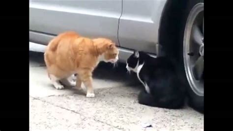 FUNNY CATS - Period - 20min clean - GATOS GRACIOSOS 2014 - YouTube