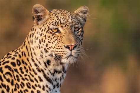 African Leopard Scanning The Area • Wildlife Photography