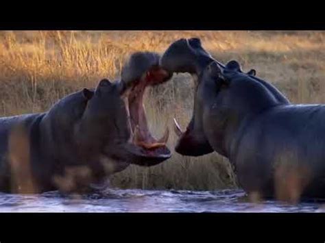 The hippopotamus is very dangerous!!! : r/hippos