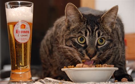 Hintergrundbilder : Tiere, Lebensmittel, Bier, Whiskers, Essen, Haut ...