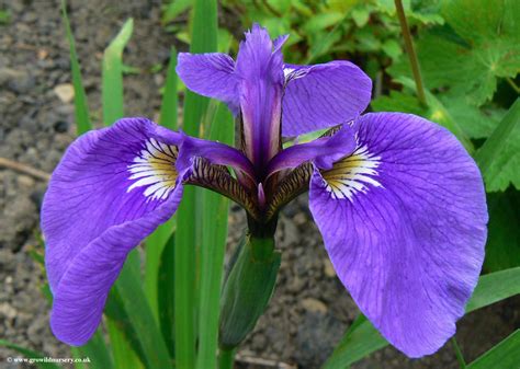 Iris setosa with Ink Black Seed Pods