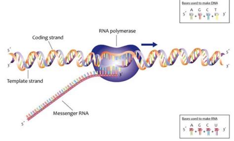 Pengertian Transkripsi DNA Adalah : Jenis dan Prosesnya - Ilmu Pertanian