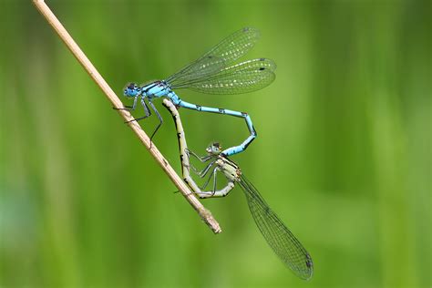 Life Cycle And Biology - British Dragonfly Society