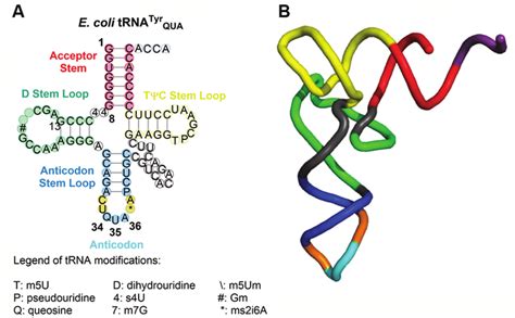 (A) Sequence and secondary structure of E. coli tyrosyl tRNA molecule ...