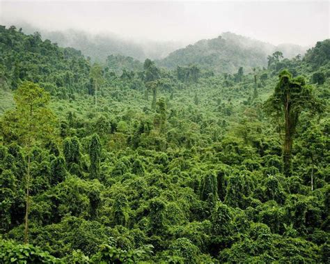 Plant Trees in Vietnam | One Tree Planted