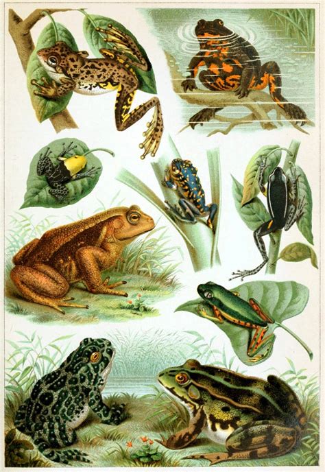 Frog Vintage Illustration Poster Print Vintage Frog Print Frog - Etsy UK