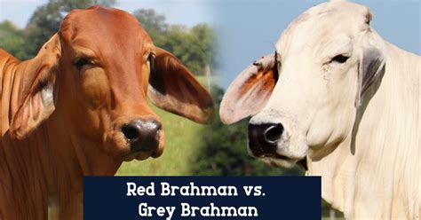 Brahman Cattle / Why Brahman Cattle B R Cutrer Inc Hungerford Texas : Brahman cattle american ...