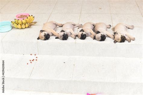 Cute puppies Pug sleeping together in front of house after eat feed Stock Photo | Adobe Stock