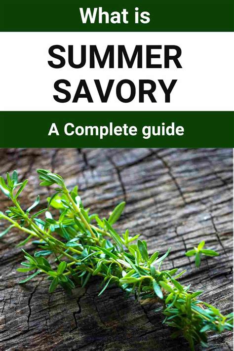 Summer Savory 101: Nutrition, Benefits, How To Use, Buy, Store | Summer Savory : A Complete ...