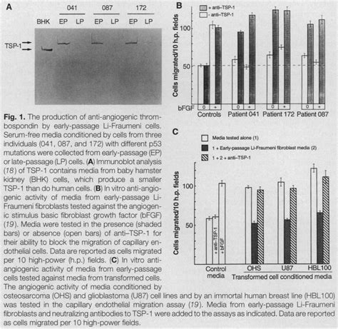 The production of anti-angiogenic thrombospondin by early-passage ...