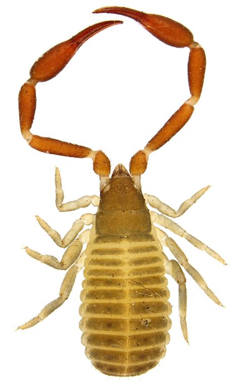 Pseudoscorpion - BugGuide.Net