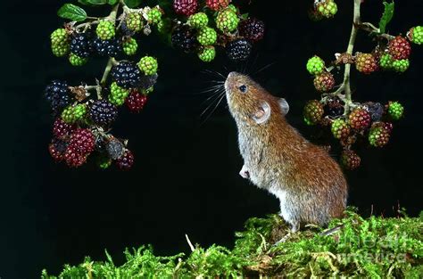 Bank Vole Foraging Photograph by Colin Varndell/science Photo Library | Fine Art America