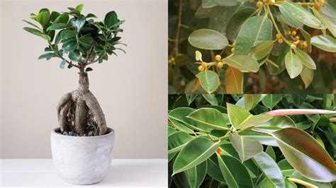 15 Different Types of Ficus Plants for Home and Garden - Go Get Yourself