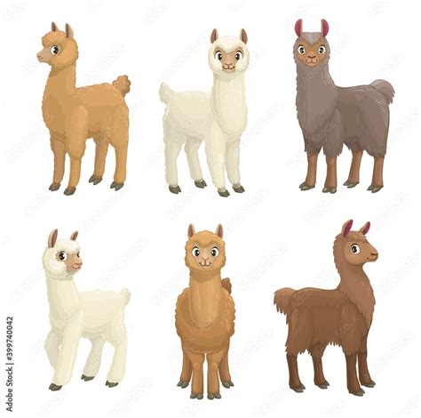 Lama, alpaca, guanaco, llama and vicuna animals cartoon vector set. Camelid mammals with white ...