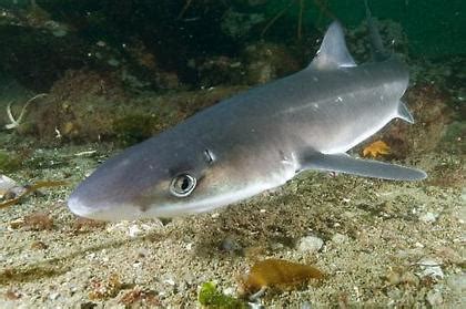 Dogfish - Shark Facts For Kids