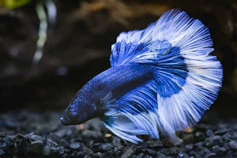 12 of the Most Beautiful Fish You Can Have in Your Aquarium