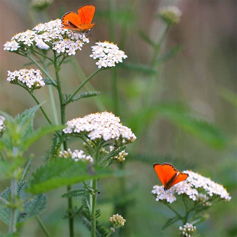 White Yarrow Seeds | Flower Seeds in Packets & Bulk | Eden Brothers