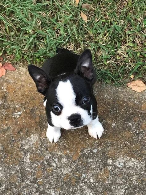 Great French Bulldog Rat Terrier Mix Learn more here | bulldogs