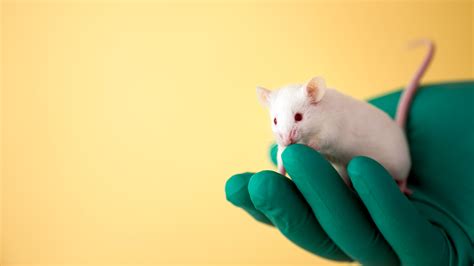 Millions of animals may be missing from scientific studies | Science | AAAS