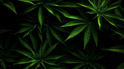 Dark Weed Leaves HD Weed Wallpapers | HD Wallpapers | ID #44279