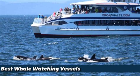 Whale watching in Seattle, WA and San Juan Islands | Island Adventures