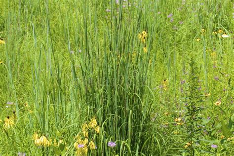 Big Bluestem 846653 stock image. Image of beardgrass - 205569863