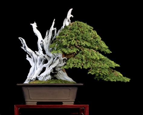 It’s Taxus Time | Bonsai Bark