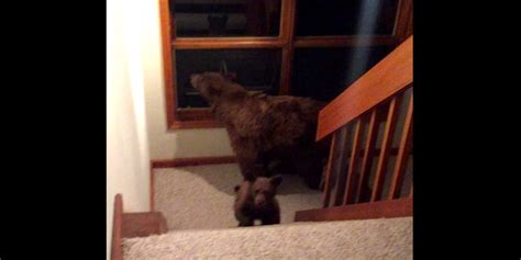 Bear in House Video: Man's Footage of a Bear Breaking Into His Home Goes Viral