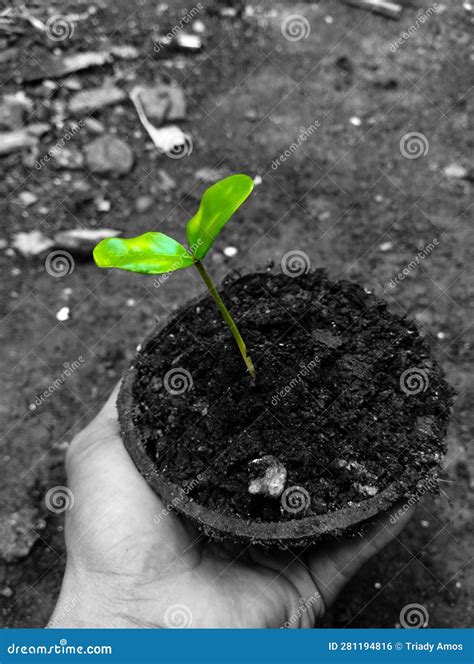 Young Plant Growing in a Shell Stock Photo - Image of monochrome, soil ...