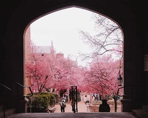 Washington University in St. Louis (@WUSTL) / Twitter