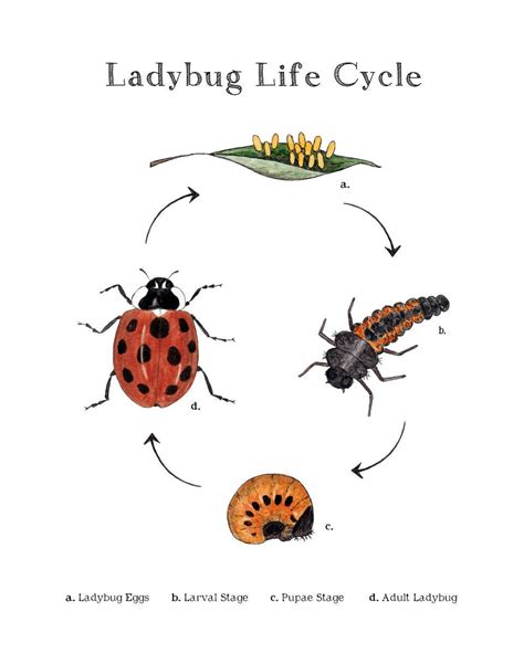 Ladybug Life Cycle Educational Printable Art A4 and 8x10 - Etsy Canada