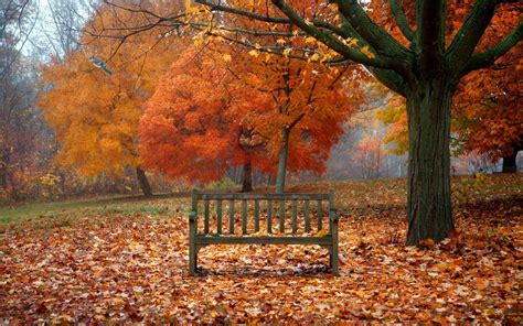 Serene Fall Park: HD Wallpaper of Trees and a Cozy Bench