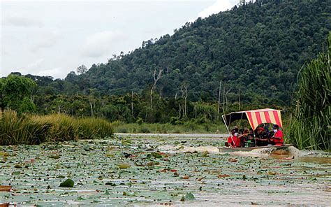 Damaged by mining, Tasik Chini needs RM20mil to be restored | Free Malaysia Today (FMT)