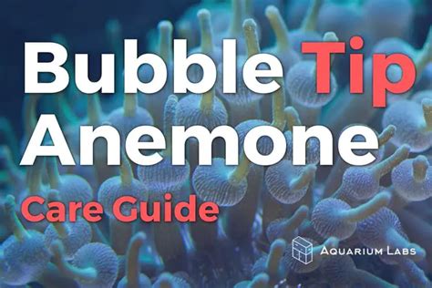 Bubble Tip Anemone Care Ultimate Guide for Success with BTAs