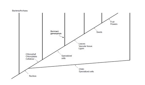 Solved Lab Activity 2: Plant and Fungi Phylogenetic Tree | Chegg.com