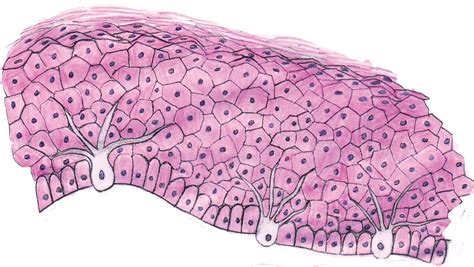 Melanocytes Histology