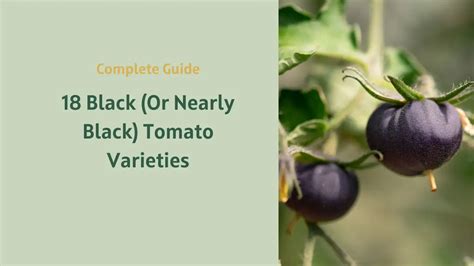 18 Black (Or Nearly Black) Tomato Varieties | GardenToolLife