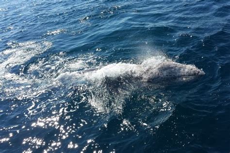 Ensenada Whale Watching - Tours California Norte