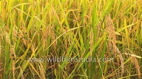 Paddy fields of Punjab : Rice production in India - YouTube