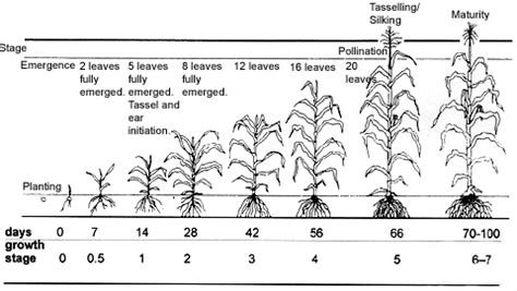 Figure 5 - Sweet corn growth stages for monitoring | Growing corn, Dream garden, Sweet corn