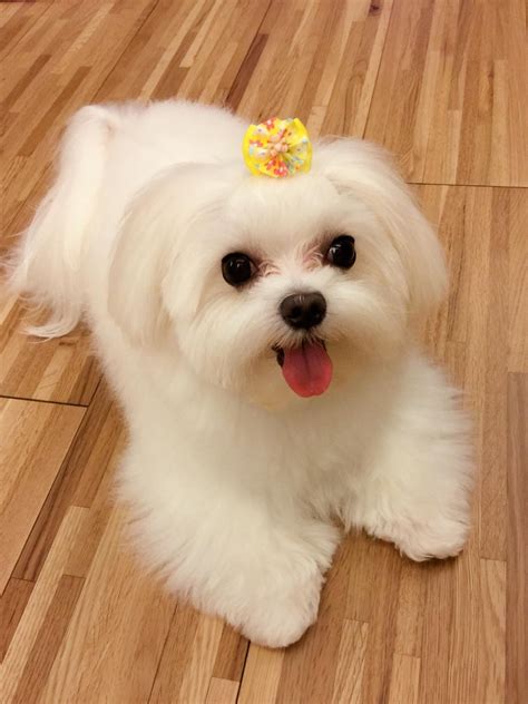 Such a cutie! #Maltese | Cute puppies, Maltese dogs, Maltese puppy