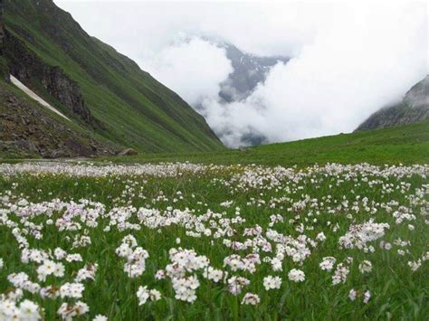 Himalayan Flowers #kinnaur #flowers #mountains #meadows #himalayanflowers | Instagram, Mountains ...