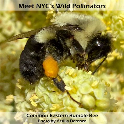 Meet the Native Pollinators: Eastern Bumblebee - NYC Pollinator Working ...