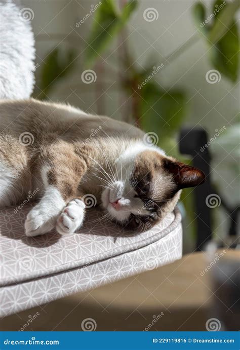 Cute blue eyes siamese cat stock photo. Image of animal - 229119816