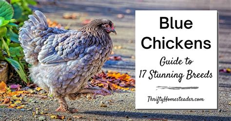 Blue Chickens: Guide to 17 Stunning Breeds