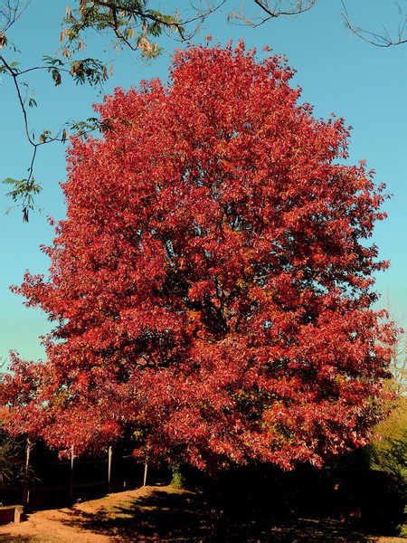 Red Oak Trees for Sale | Trees Direct