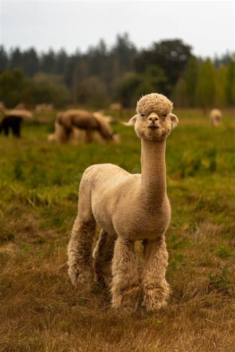 Alpacas on a Farm in Oregon Stock Photo - Image of tree, farm: 199282972