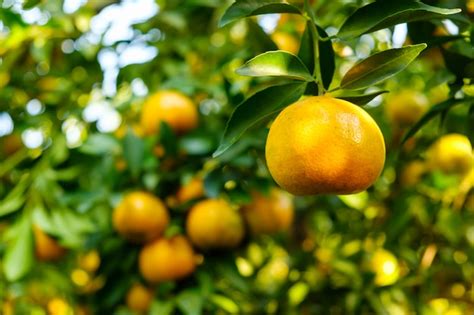 Premium Photo | Orange tree in the garden.Farm of fruit