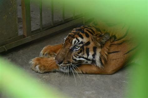 Harimau Sumatera di Medan Zoo Makan Rumput dan Tubuhnya Kurus, Begini Penjelasannya – KabarMedan.com