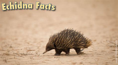 Echidna Facts, Information And Pictures From Active Wild